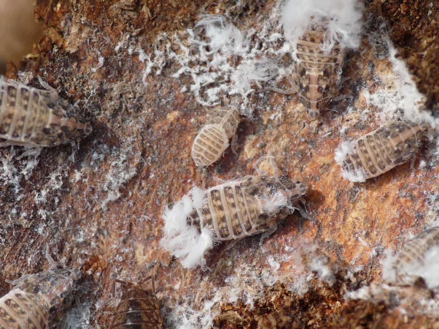 altre ninfe..Famiglia Achilidae, Cixidia sp. dalla Campania